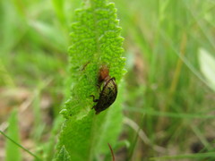 Cassida canaliculata
