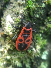 Pyrrhocoris apterus