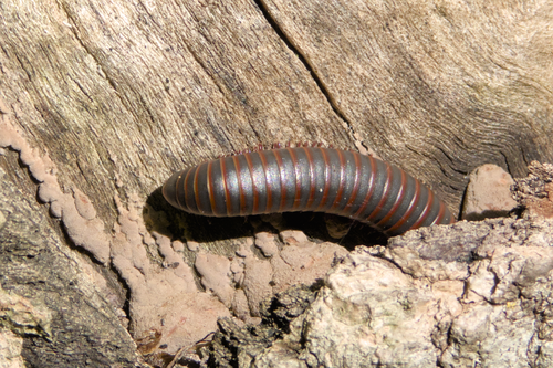 American giant millipede