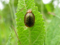 Cassida canaliculata