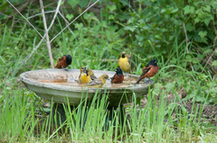 Orchard Oriole photo 6