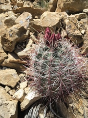 Sclerocactus polyancistrus
