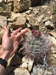 Sclerocactus polyancistrus