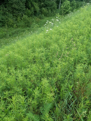 Artemisia codonocephala iNat (2)