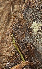 Austrosipyloidea carterus
