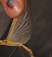Austrosipyloidea carterus
