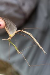 Austrosipyloidea carterus