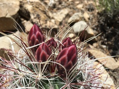 Sclerocactus polyancistrus