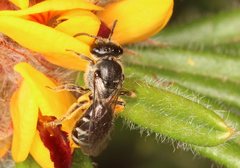 Lasioglossum calophyllae
