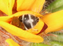 Lasioglossum calophyllae
