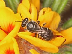 Lasioglossum calophyllae
