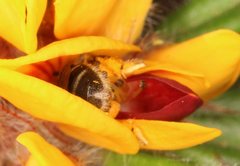 Lasioglossum calophyllae