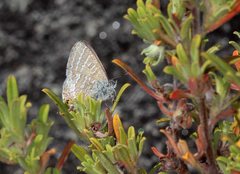 Theclinesthes miskini