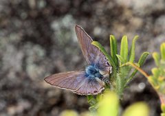 Theclinesthes miskini