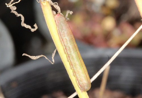 Green-blotched Moth