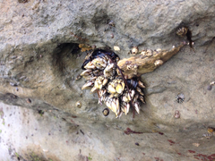 Pollicipes polymerus