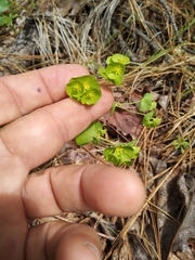 Euphorbia crenulata