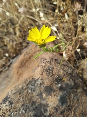 Calycadenia truncata