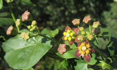 Pentarrhinum insipidum