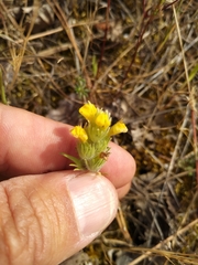 Castilleja lacera