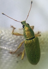 Polydrusus formosus