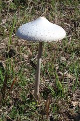Macrolepiota dolichaula