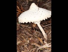 Macrolepiota dolichaula