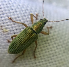 Polydrusus formosus