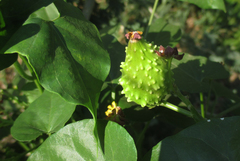 Pentarrhinum insipidum