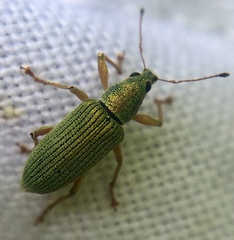 Polydrusus formosus
