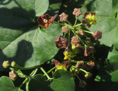 Pentarrhinum insipidum