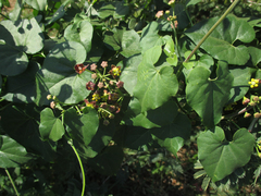 Pentarrhinum insipidum