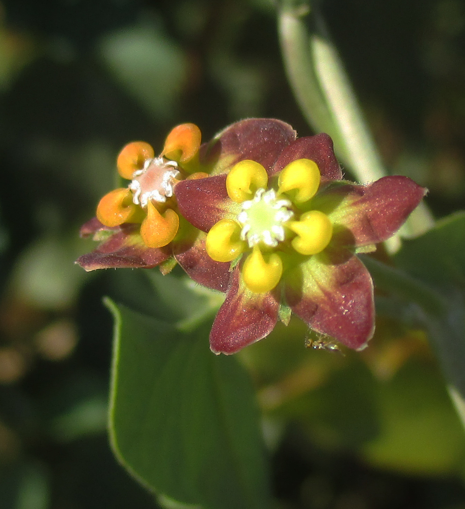 African Heartvine