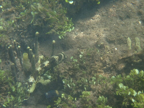 Epinephelus miliaris observed 2024-04-29
