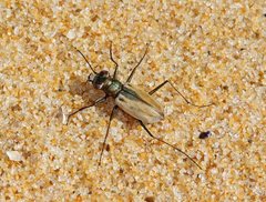 Hypaetha upsilon upsilon