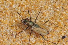 Hypaetha upsilon upsilon