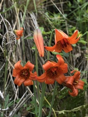 Lilium maritimum