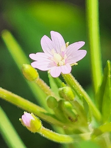 Epilobium ciliatum