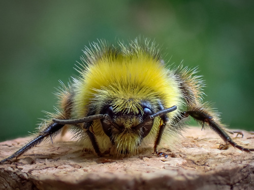 Early Bumble Bee, photo 3 of 10