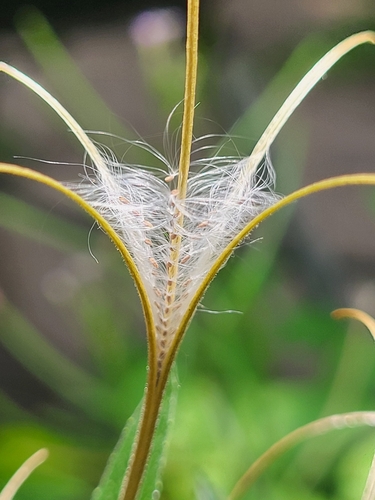 Epilobium ciliatum