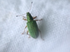Polydrusus formosus
