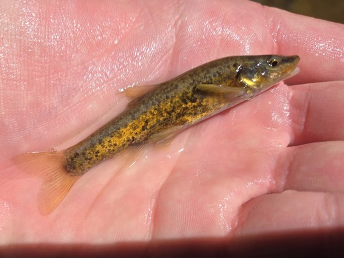 Western Blacknose Dace, photo 10 of 10