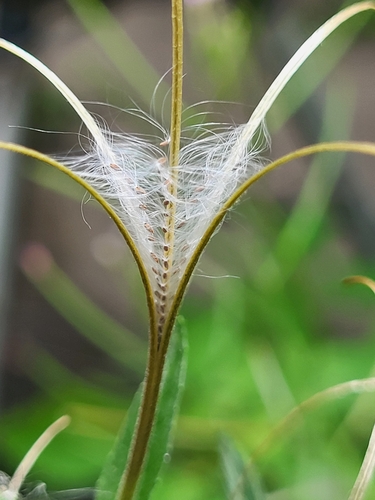 Epilobium ciliatum