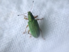 Polydrusus formosus