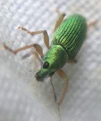 Polydrusus formosus