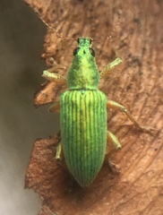 Polydrusus formosus