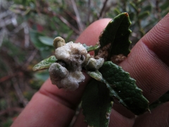 Scrobicaria ilicifolia