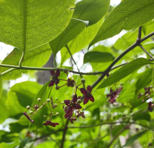 Burningbush (Euonymus atropurpureus)