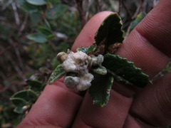 Scrobicaria ilicifolia