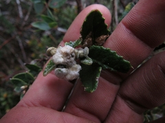 Scrobicaria ilicifolia